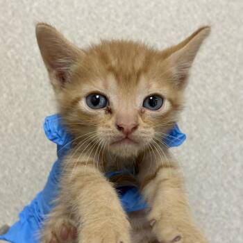 Bellamy -  Domestic Short Hair Cat for Adoption in San Antonio, Texas - Bellamy | PetCurious