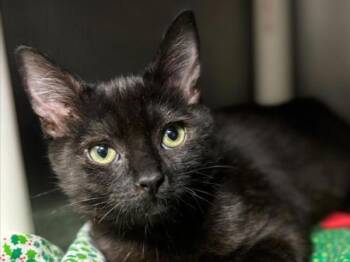 Rescue Domestic Short Hair Cats for Adoption in Portland, Oregon - Mittens | PetCurious