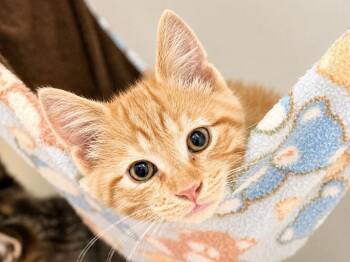 Holland -  Domestic Short Hair Cat for Adoption in Menomonie, Wisconsin - Holland | PetCurious