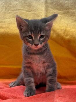 Marshall -  Domestic Medium Hair Cat for Adoption in Vacaville, California - Marshall | PetCurious