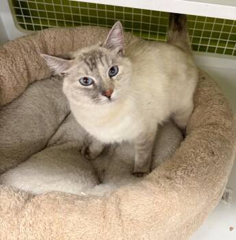 Dinah-Mite -  Domestic Short Hair Cat for Adoption in Fort Lupton, Colorado - Dinah-Mite | PetCurious