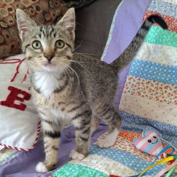 Endor -  Domestic Short Hair and Tabby Cat for Adoption in Yorba Linda, California - Endor | PetCurious