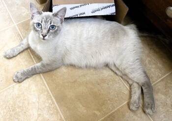 Cinderella -  Siamese Cat for Adoption in Lafayette, Colorado - Cinderella | PetCurious