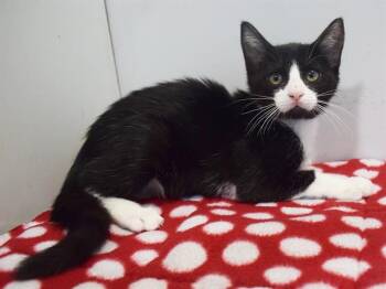 WINSTON -  Domestic Short Hair Cat for Adoption in Sacramento, California - WINSTON | PetCurious