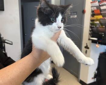 ROMEO -  Domestic Short Hair Cat for Adoption in Olathe, Kansas - ROMEO | PetCurious
