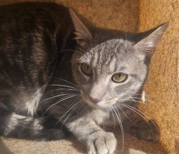 Domestic Short Hair Cats Available for Adoption in Rancho Cucamonga, California - A778557 | PetCurious