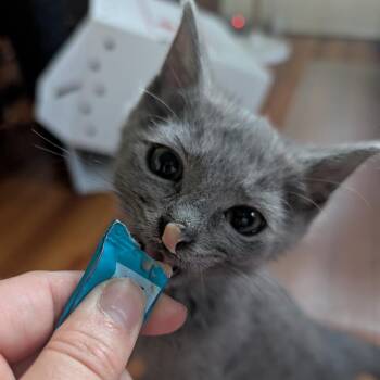 Tis -  Domestic Short Hair Cat for Adoption in Baltimore, Maryland - Tis | PetCurious