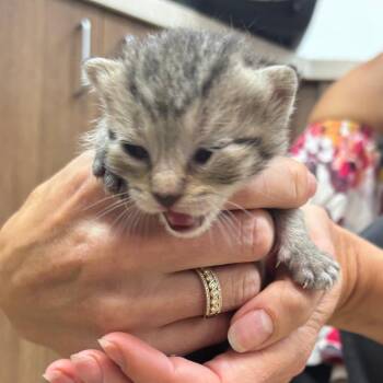 Stony -  Domestic Short Hair Cat for Adoption in Corpus Christi, Texas - Stony | PetCurious