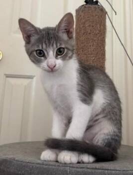 Ghost -  Domestic Short Hair Cat for Adoption in Schertz, Texas - Ghost | PetCurious