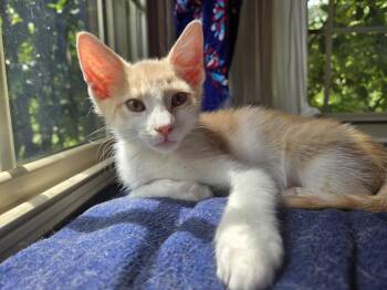 Jerry -  Domestic Short Hair Cat for Adoption in Virginia Beach, Virginia - Jerry | PetCurious