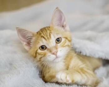 Radish -  Domestic Short Hair Cat for Adoption in Camano, Washington - Radish | PetCurious