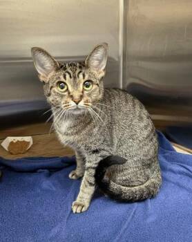 Pogo -  Domestic Short Hair Cat for Adoption in Westland, Michigan - Pogo | PetCurious