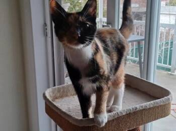 Domestic Short Hair Cats Available for Adoption in Montreal, Quebec - Toutoune | PetCurious