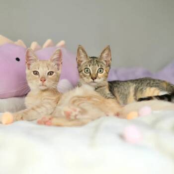 Bao and Oolong -  Calico and Tabby Cat for Adoption in Coral Gables, Florida - Bao And Oolong | PetCurious