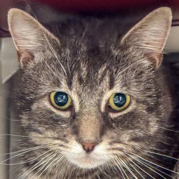 Domestic Short Hair Cats Available for Adoption in Kennebunk, Maine - Viking | PetCurious