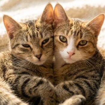Rosie and Rose -  American Shorthair Cat for Adoption in Union City, New Jersey - Rosie And Rose | PetCurious
