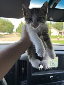 Domestic Short Hair Cats Available for Adoption in Houston, Texas - A655765 | PetCurious