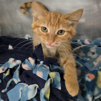 Seth -  Domestic Short Hair Cat for Adoption in Watertown, Wisconsin - Seth | PetCurious
