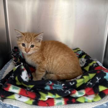 Orange Creamsicle -  Domestic Short Hair Cat for Adoption in Oconto, Wisconsin - Orange Creamsicle | PetCurious