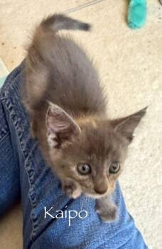 Kaipo -  Domestic Short Hair Cat for Adoption in Hamilton, Ohio - Kaipo | PetCurious