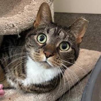 Domestic Short Hair Cats Available for Adoption in Middletown, Rhode Island - Charlotte | PetCurious