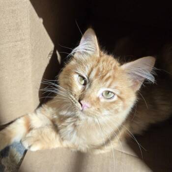 Domestic Medium Hair Cats Available for Adoption - Nimbus | PetCurious