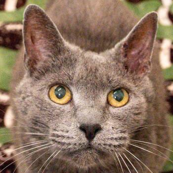 Reginald -  Domestic Short Hair Cat for Adoption in Kennebunk, Maine - Reginald | PetCurious