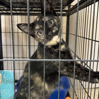 Quentessa -  Domestic Short Hair Cat for Adoption in Breese, Illinois - Quentessa | PetCurious