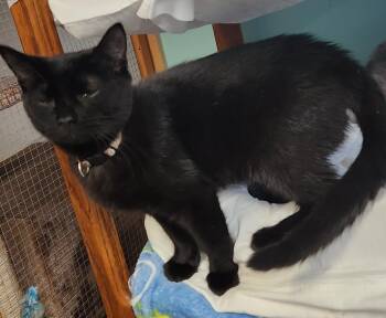 Domestic Short Hair Cats Available for Adoption in Crossville, Tennessee - Ike | PetCurious