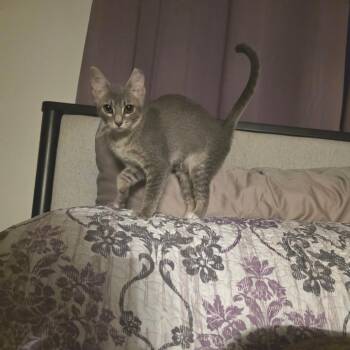Gracie -  Domestic Short Hair Cat for Adoption in Fort Worth, Texas - Gracie | PetCurious