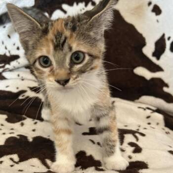 Butterfinger -  Domestic Short Hair Cat for Adoption in Buffalo, Minnesota - Butterfinger | PetCurious