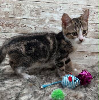 Domestic Short Hair Cats Available for Adoption in Lexington, Kentucky - Baron | PetCurious