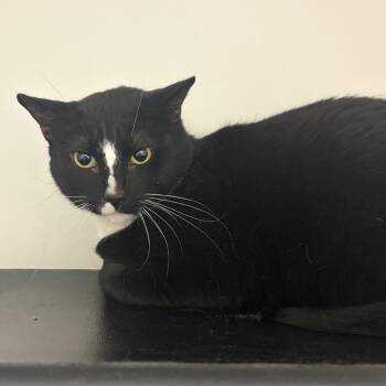 Domestic Short Hair Cats Available for Adoption in Nashville, Tennessee - Biggun | PetCurious