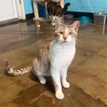 Auto -  Domestic Short Hair Cat for Adoption in Edwardsville, Illinois - Auto | PetCurious