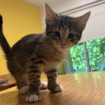 Pictionary -  Domestic Short Hair Cat Available for Adoption in Chicago, Illinois - Pictionary | PetCurious