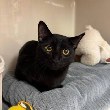 Nico -  Domestic Short Hair Cat for Adoption in Tomah, Wisconsin - Nico | PetCurious