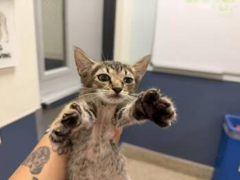 BEAR -  Domestic Short Hair Cat for Adoption in Doral, Florida - BEAR | PetCurious
