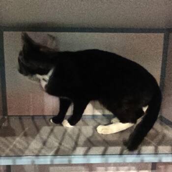 Twilight -  Domestic Short Hair Cat for Adoption in San Gabriel, California - Twilight | PetCurious