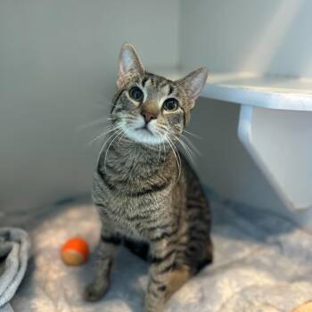 Domestic Short Hair Cats Available for Adoption in Matteson, Illinois - Tiger | PetCurious