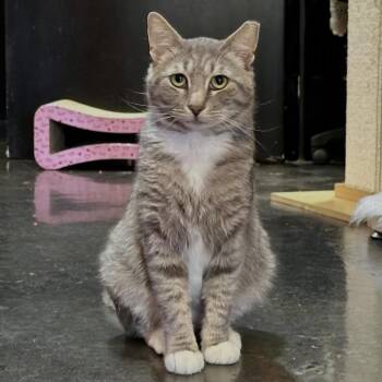 Simon -  Domestic Short Hair Cat for Adoption in Rutherfordton, North Carolina - Simon | PetCurious