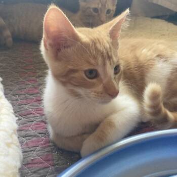 Oppie (Bonded with Pete) -  Domestic Short Hair Cat for Adoption in Santa Rosa, California - Oppie (Bonded With Pete) | PetCurious