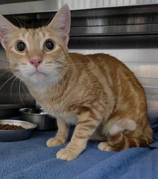 COOPER -  Domestic Short Hair Cat for Adoption in Fort Lauderdale, Florida - COOPER | PetCurious