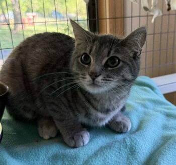 Domestic Short Hair Cats Available for Adoption in Midland, Virginia - Miss Hiss | PetCurious