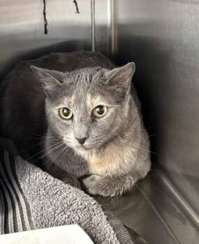 Domestic Short Hair Cats Available for Adoption - Rey | PetCurious