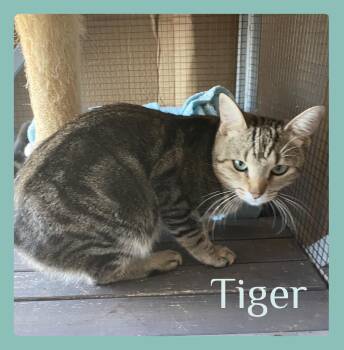 TIGER -  Tabby Cat for Adoption in Lawton, Oklahoma - TIGER | PetCurious