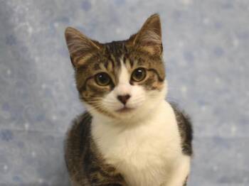 Suzuka -  Domestic Short Hair Cat for Adoption in Portland, Oregon - Suzuka | PetCurious