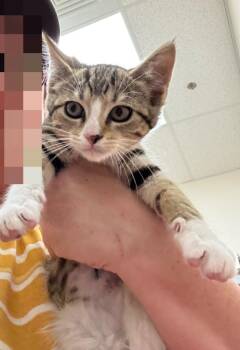 Totma -  Domestic Short Hair Cat for Adoption in Fort Lupton, Colorado - Totma | PetCurious