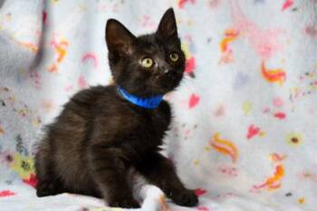 Paul McCartney -  Domestic Short Hair Cat for Adoption in Yakima, Washington - Paul McCartney | PetCurious