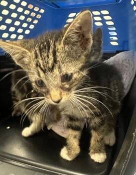 Buffy -  Domestic Short Hair Cat for Adoption in Palm Coast, Florida - Buffy | PetCurious