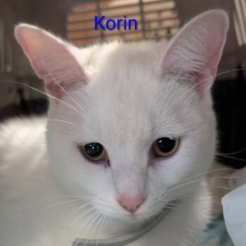 Domestic Short Hair Cats Available for Adoption in Carmel, Indiana - Korin | PetCurious